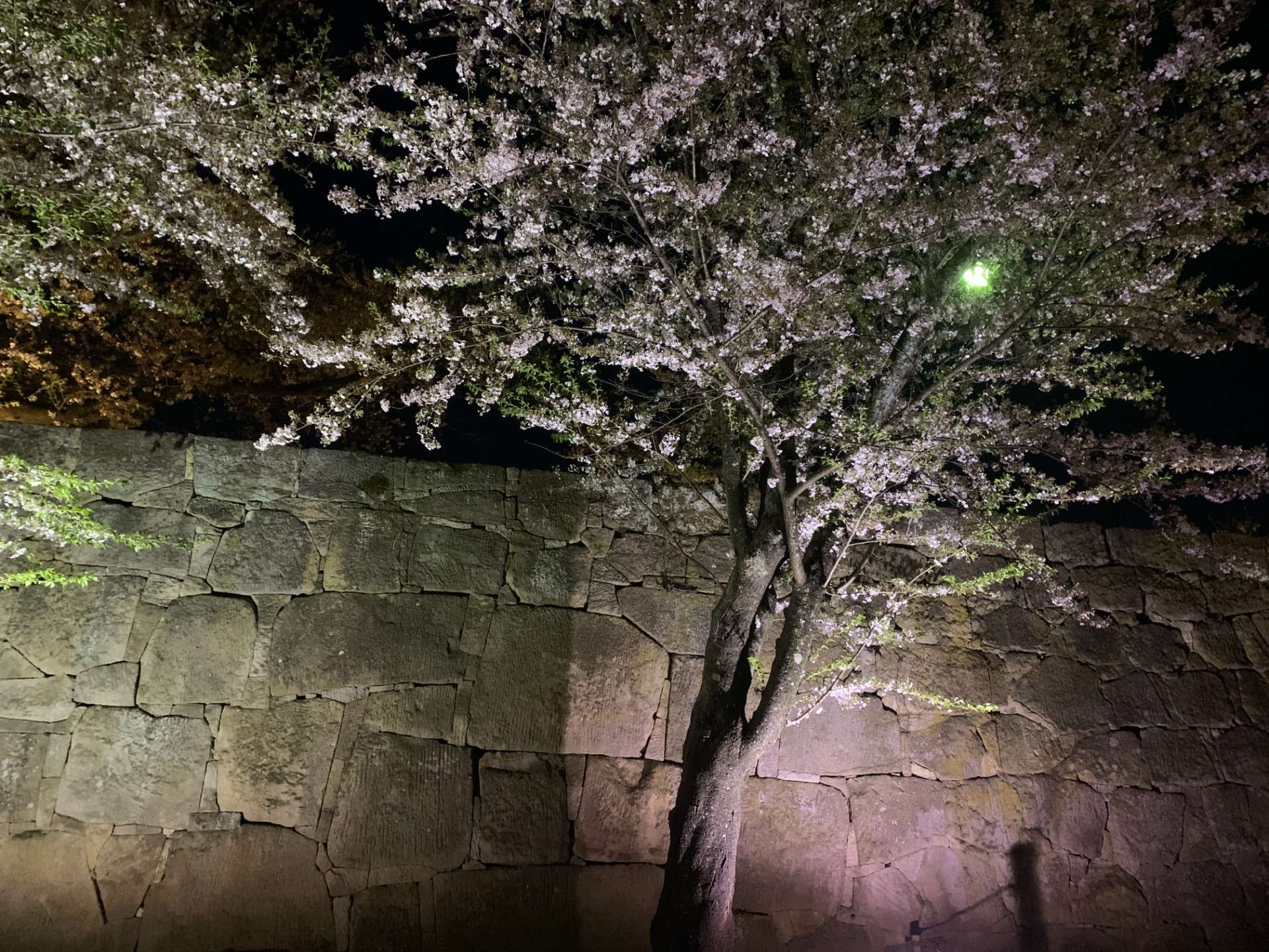 若松城（鶴ヶ城）西出丸 ・公園 桜のライトアップ 2022