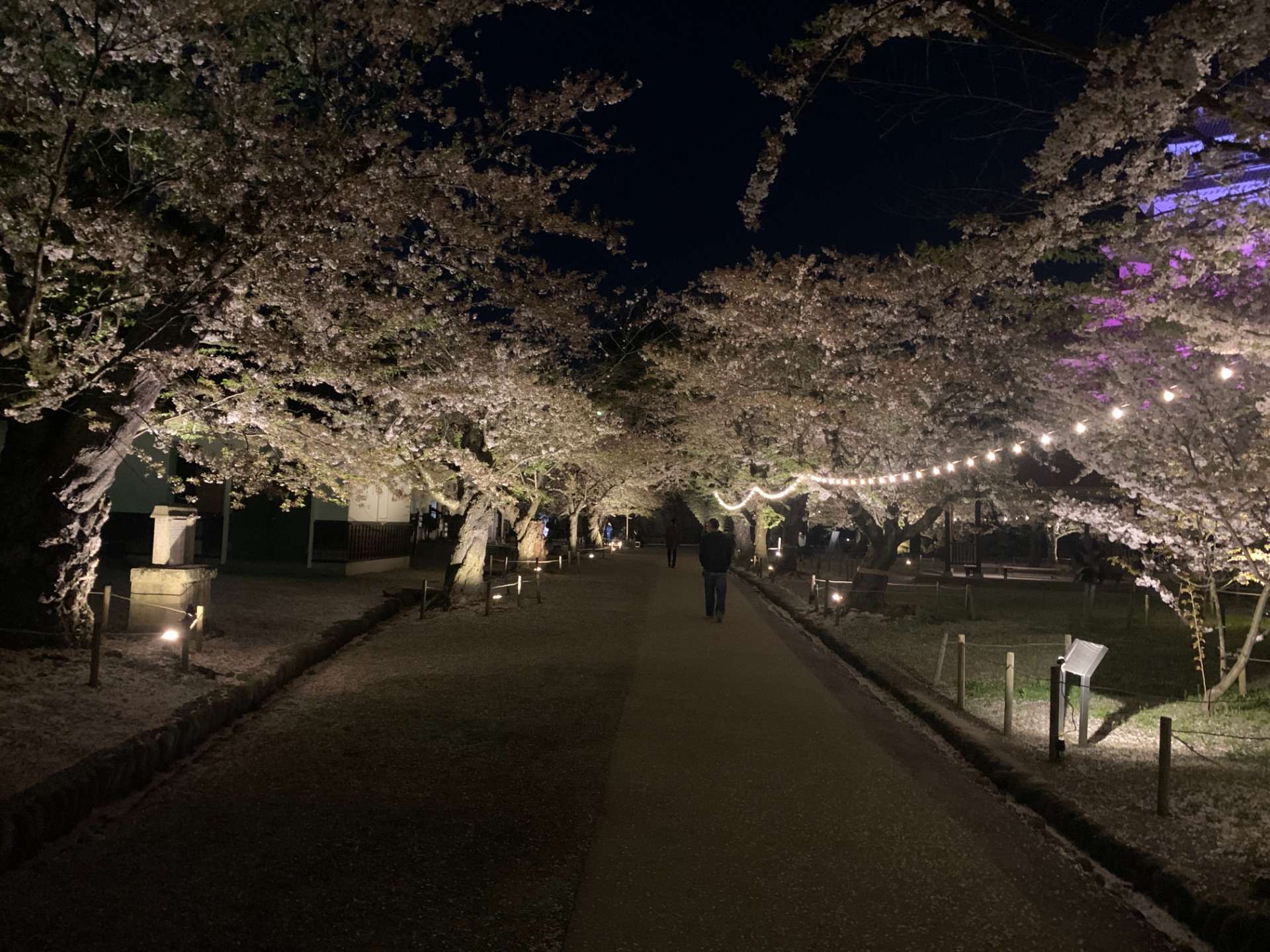鶴ヶ城　桜のライトアップ　（帯廓（おびくるわ）：福島県会津若松市）