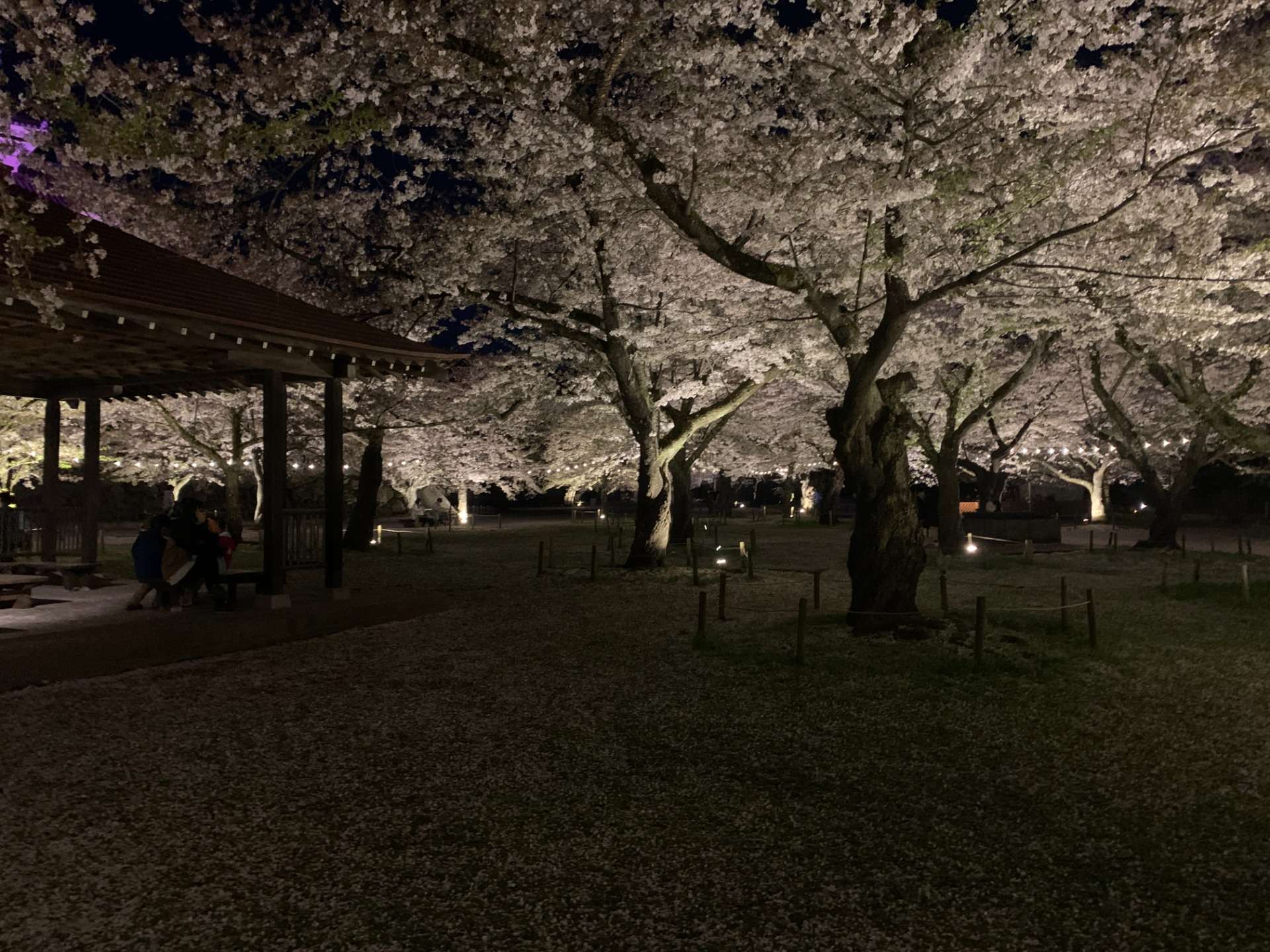 若松城（鶴ヶ城）帯廓・公園 桜のライトアップ 2022