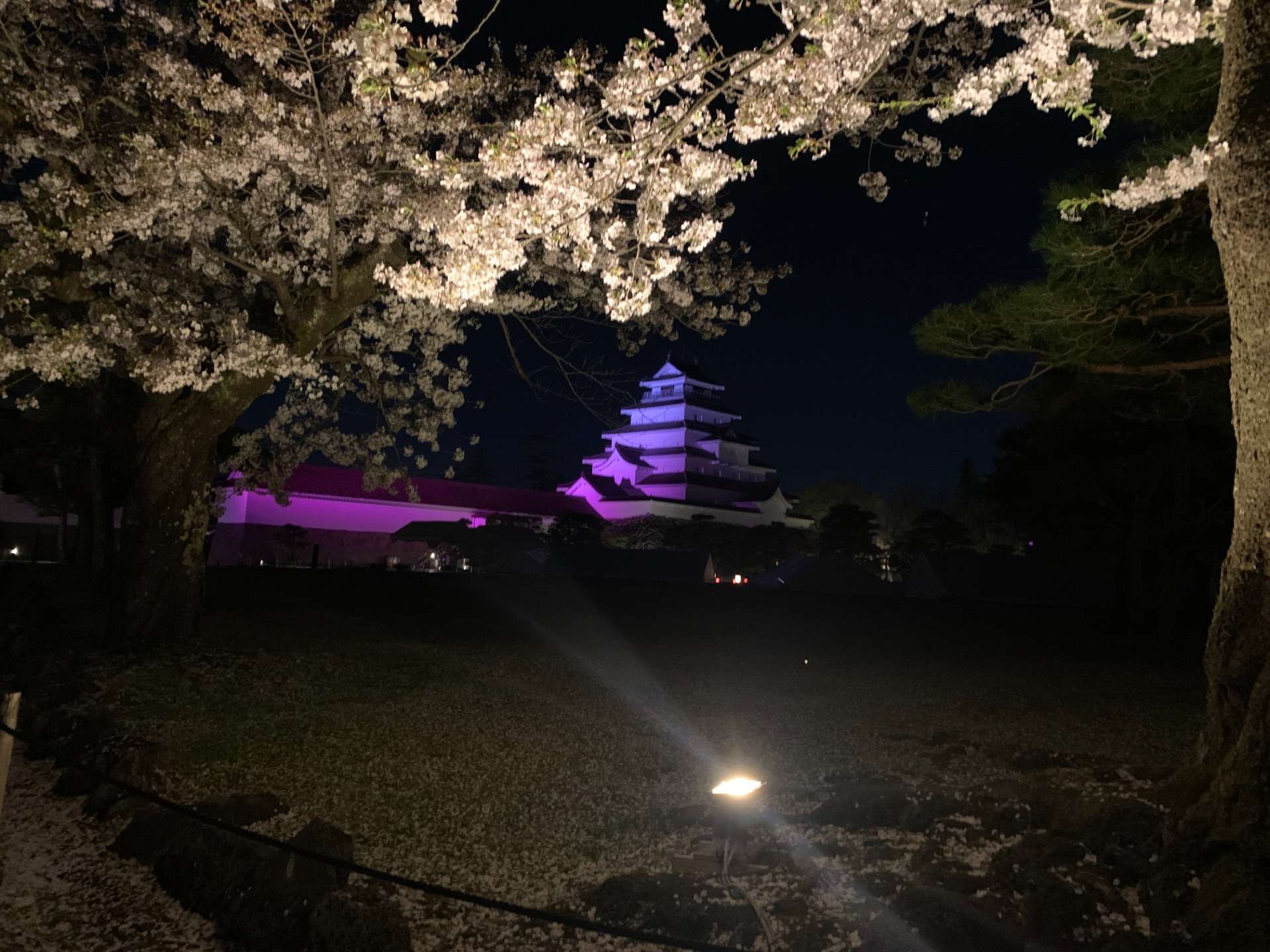若松城（鶴ヶ城）本丸・公園 桜のライトアップ 2022