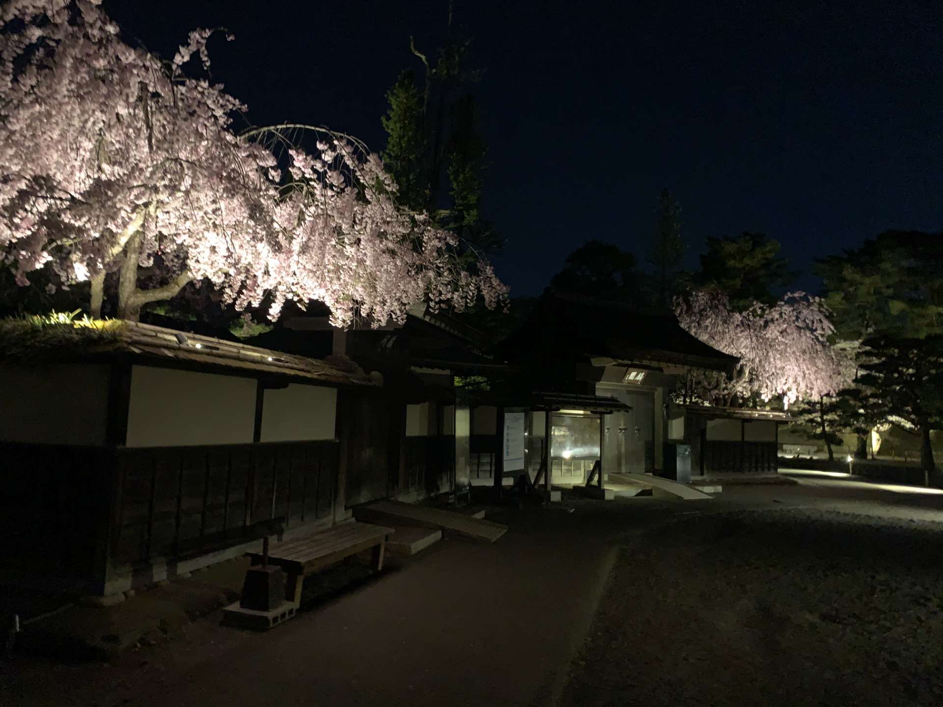若松城（鶴ヶ城）本丸・公園 桜のライトアップ 2022