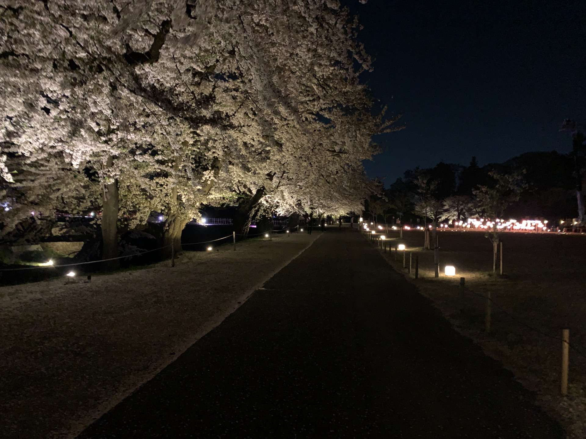 若松城（鶴ヶ城）二の丸公園・公園 桜のライトアップ 2022