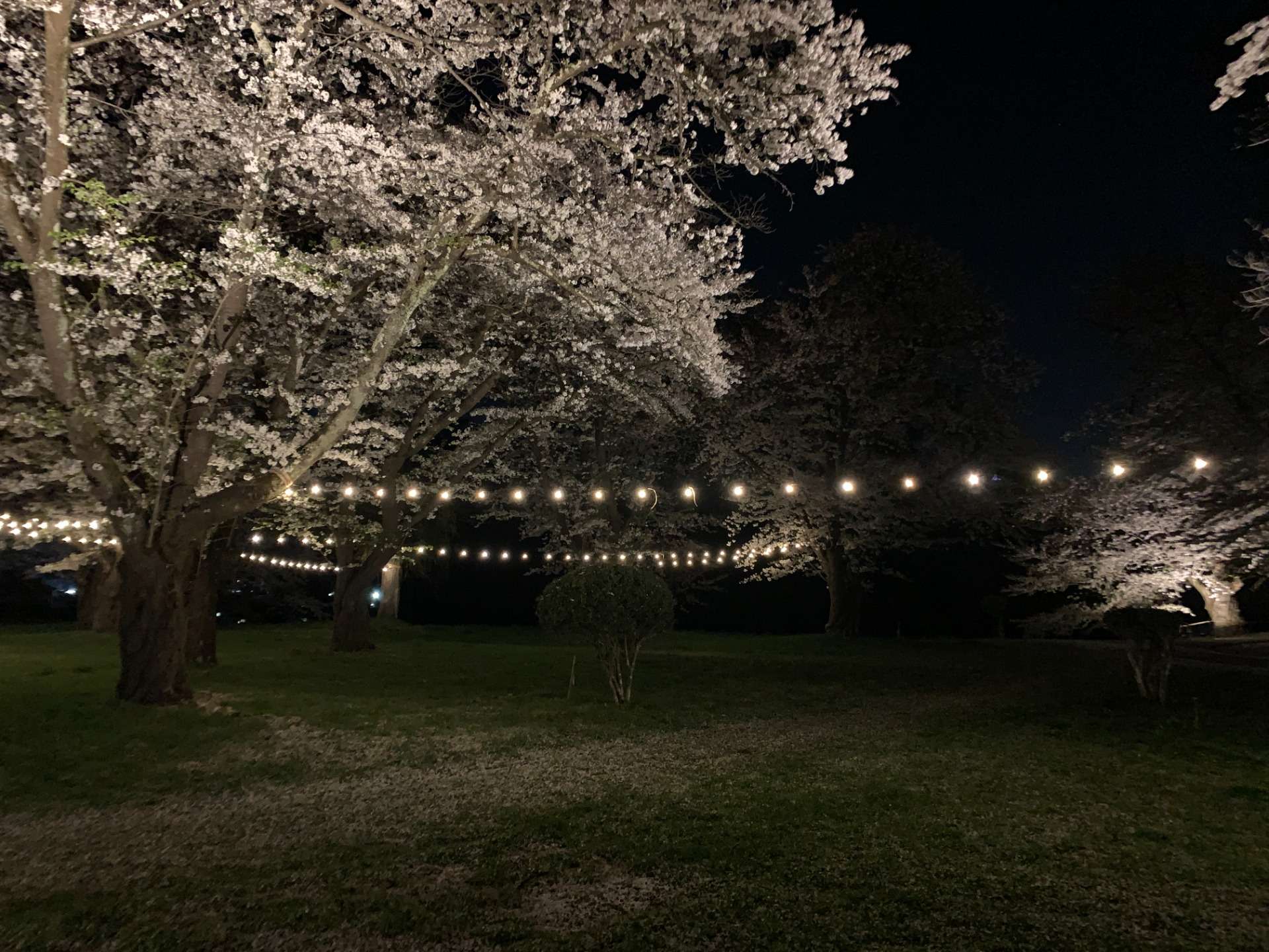 若松城（鶴ヶ城）二の丸公園・公園 桜のライトアップ 2022