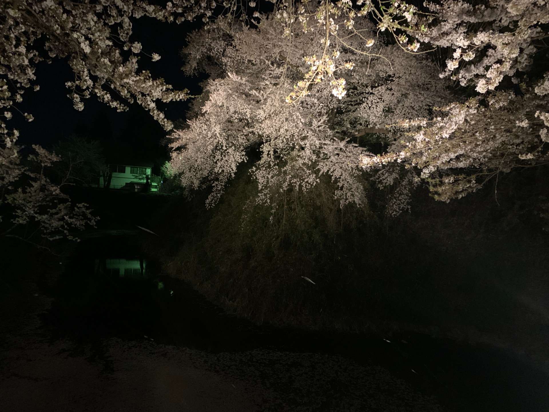 若松城（鶴ヶ城）枝垂れ桜 桜のライトアップ 2022