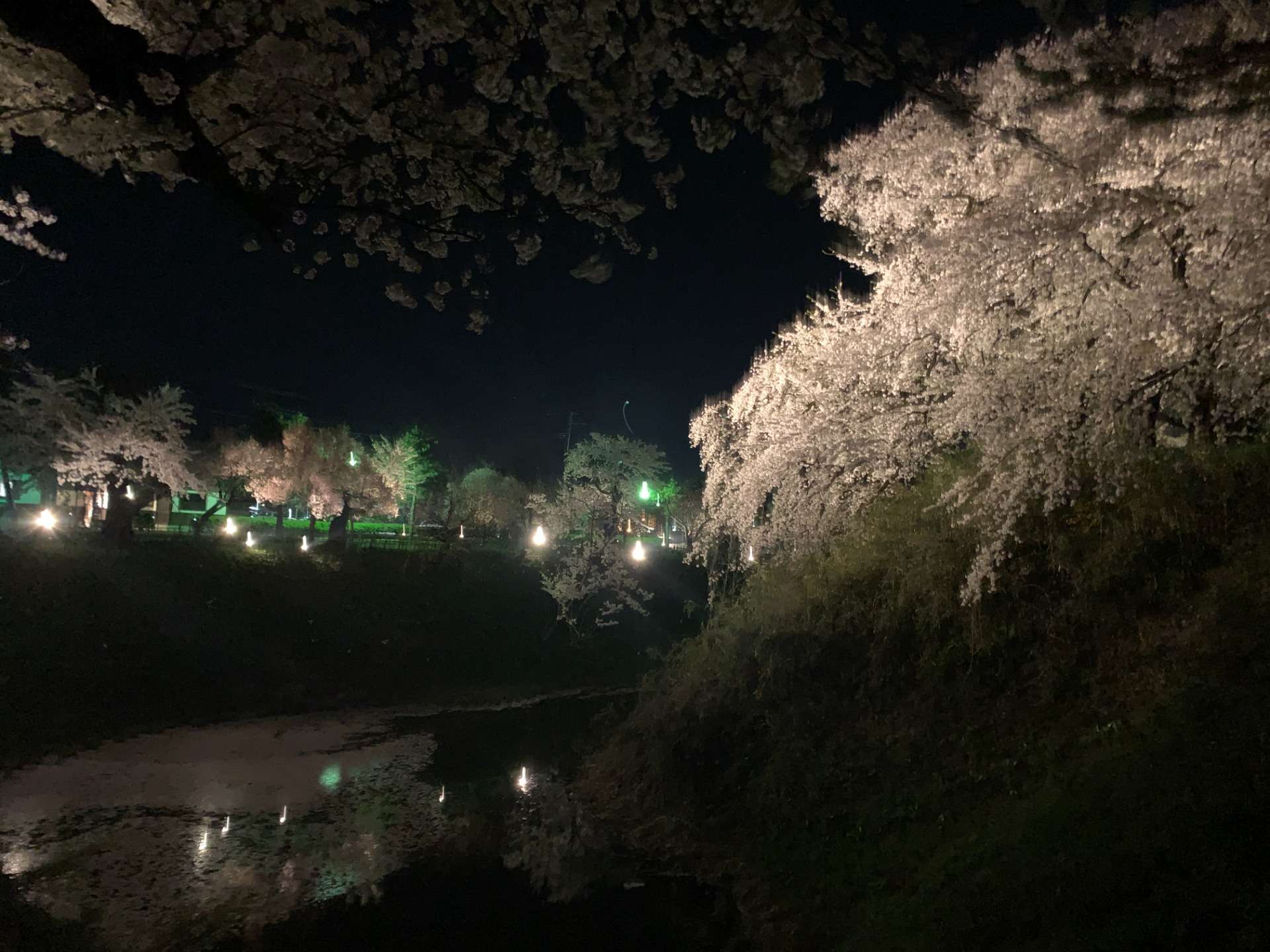 若松城（鶴ヶ城）枝垂れ桜 桜のライトアップ 2022
