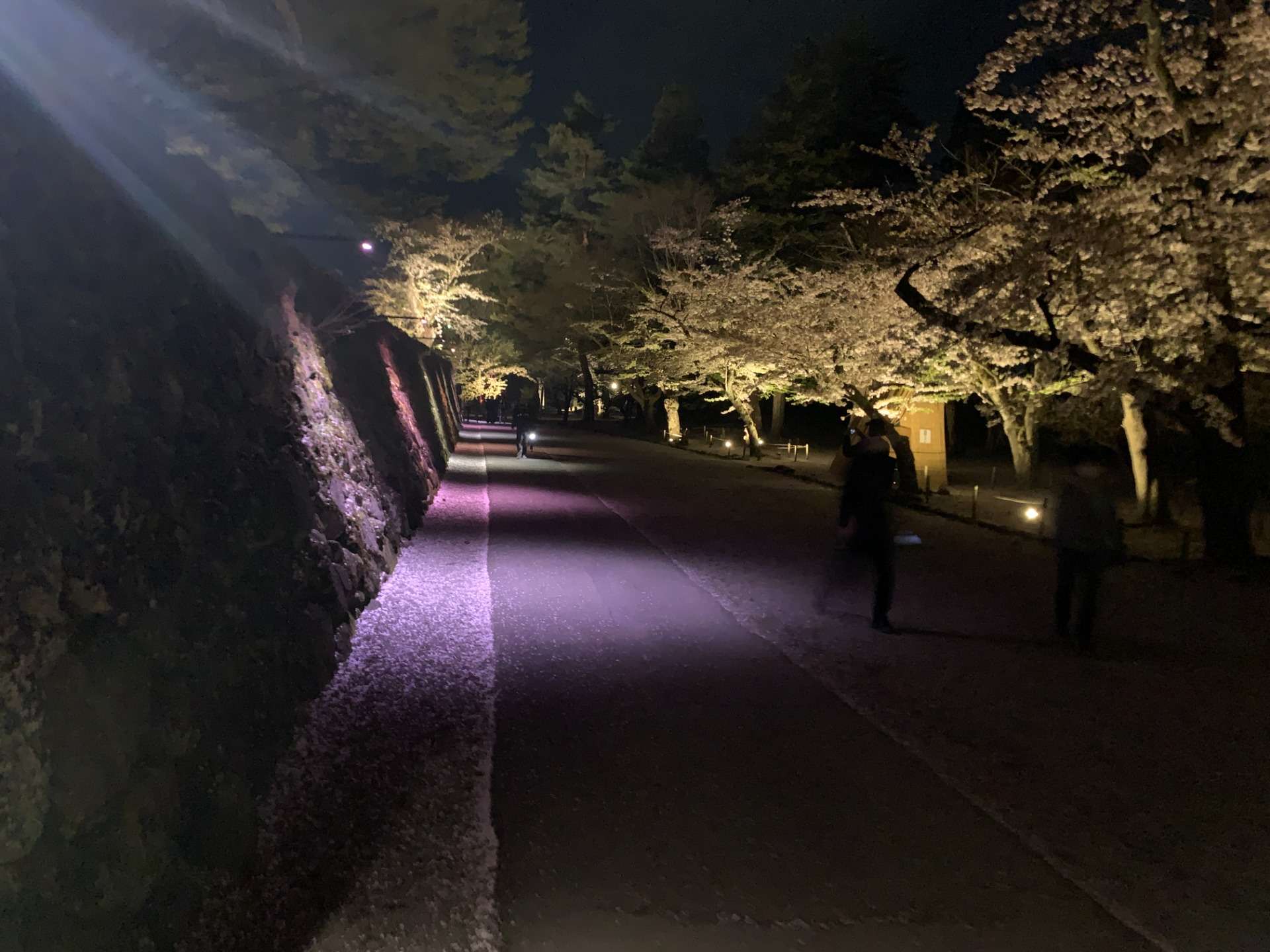 鶴ヶ城　桜のライトアップ　（廊下橋：ろうかばし）：福島県会津若松市）