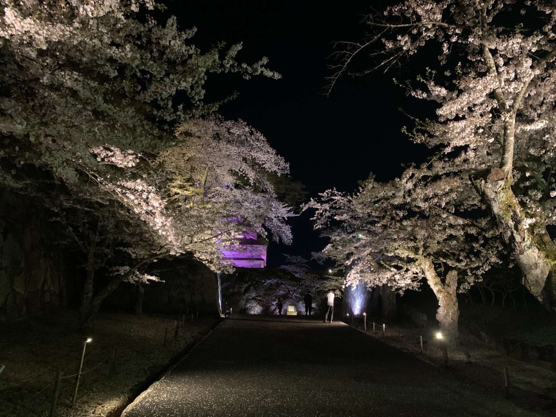 若松城（鶴ヶ城）北出丸 桜のライトアップ 2022