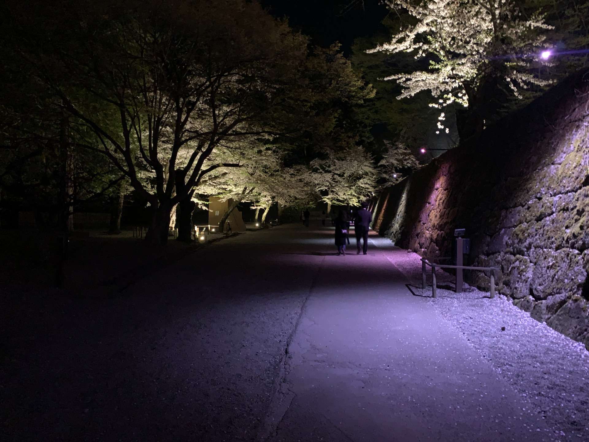 若松城（鶴ヶ城）廊下橋（ろうかばし）・公園 桜のライトアップ 2022