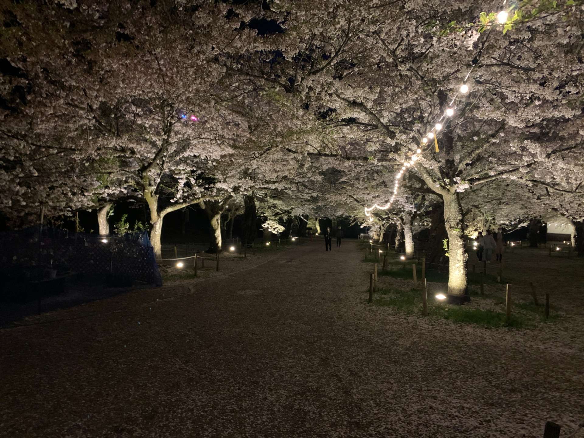 若松城（鶴ヶ城）帯廓・公園 桜のライトアップ 2022