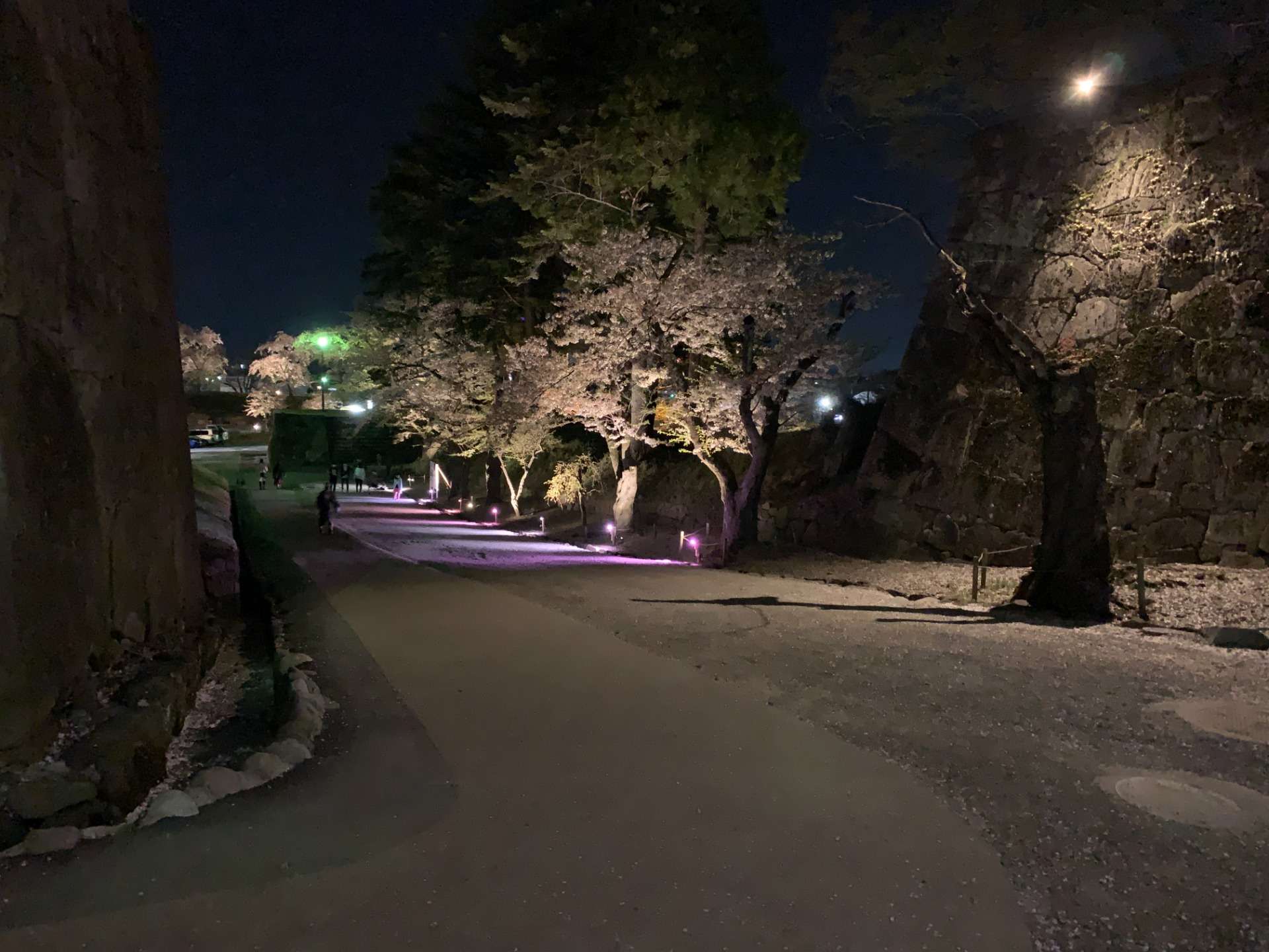 鶴ヶ城　桜のライトアップ　（西出丸エリア：福島県会津若松市）